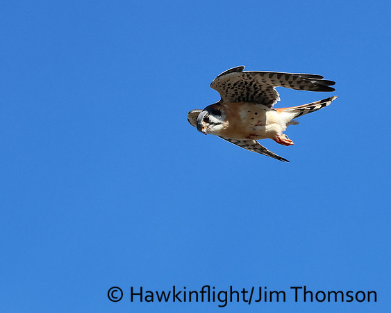 American Kestrel