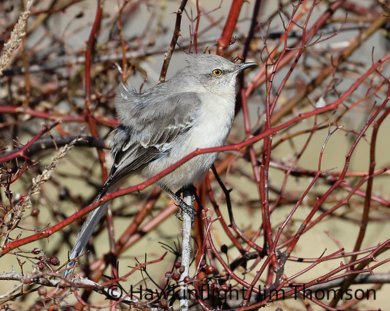 Northern Mockingbird
