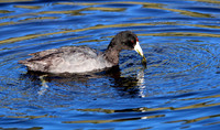 American Coot