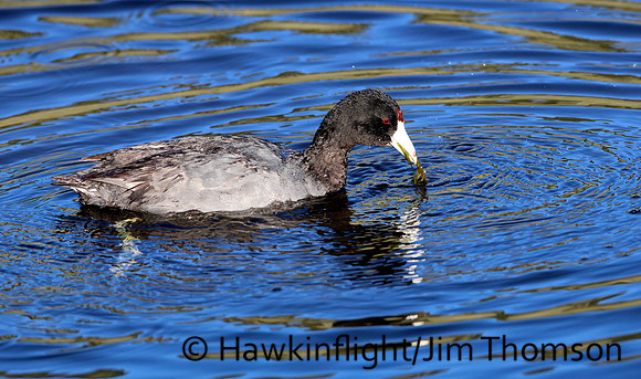 American Coot