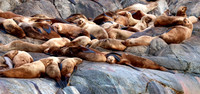 Steller Sea Lion