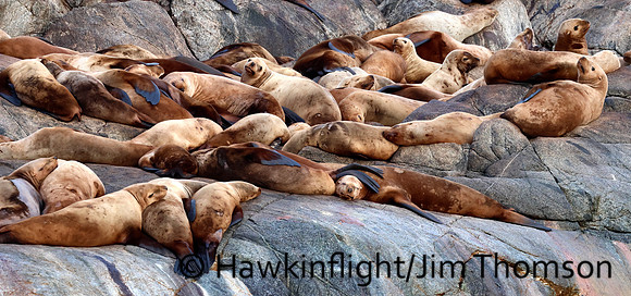 Steller Sea Lion