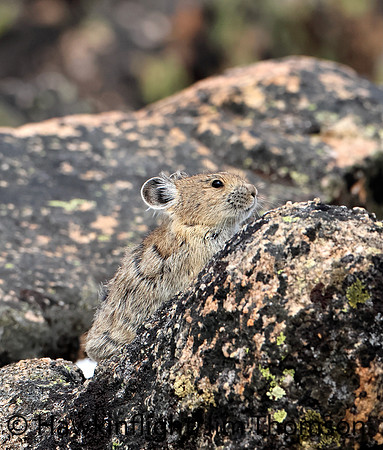 American Pika