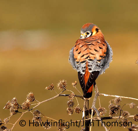 American Kestrel