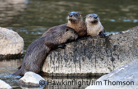 River Otter