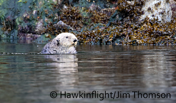 Sea Otter