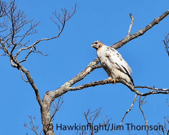 Red-tailed Hawk
