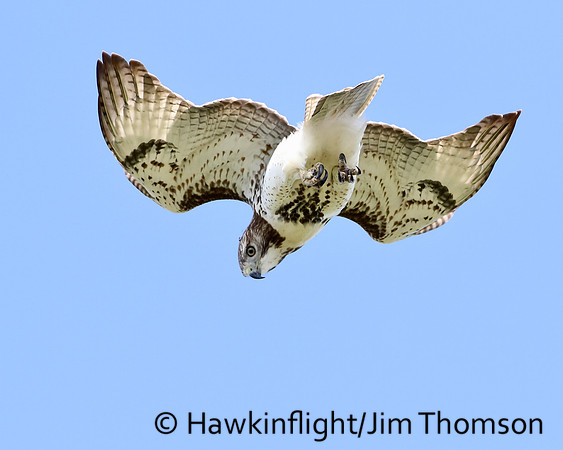 Red-tailed Hawk