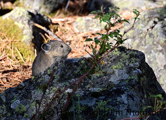 American Pika