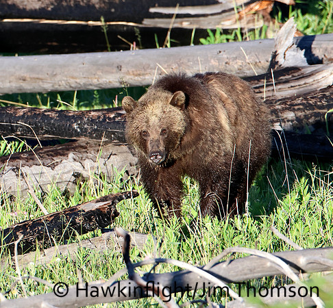Grizzly Bear