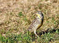 Western Meadowlark