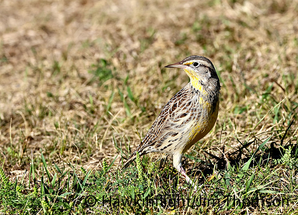 Western Meadowlark