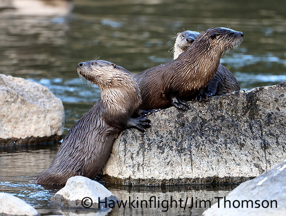 River Otter
