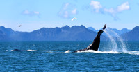 Humpback Whale