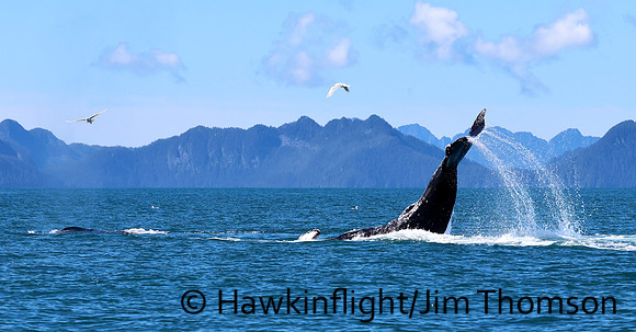 Humpback Whale