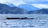 Humpback Whale