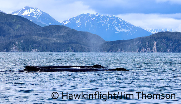 Humpback Whale