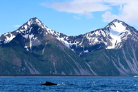 Humpback Whale