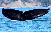 Humpback Whale