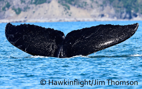 Humpback Whale