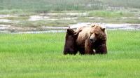 Coastal Brown Bear