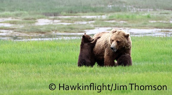 Coastal Brown Bear