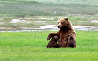 Coastal Brown Bear