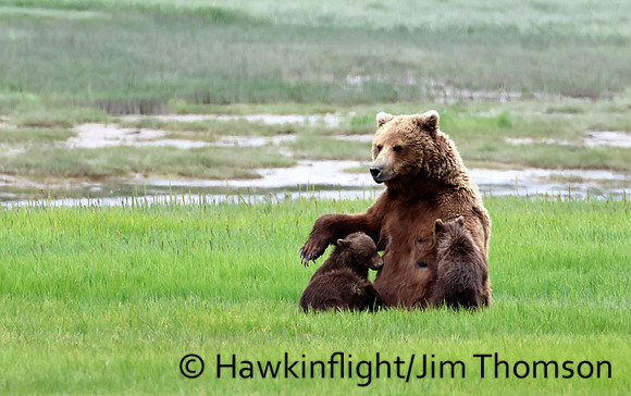 Coastal Brown Bear