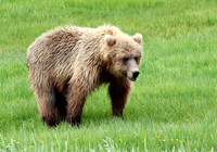 Coastal Brown Bear