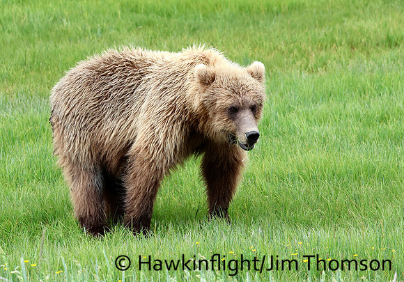 Coastal Brown Bear