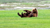 Coastal Brown Bear