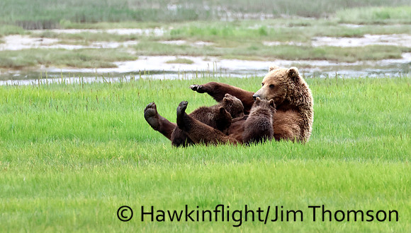 Coastal Brown Bear
