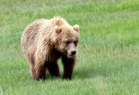 Coastal Brown Bear