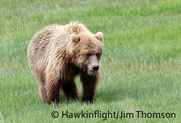 Coastal Brown Bear