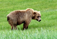 Coastal Brown Bear