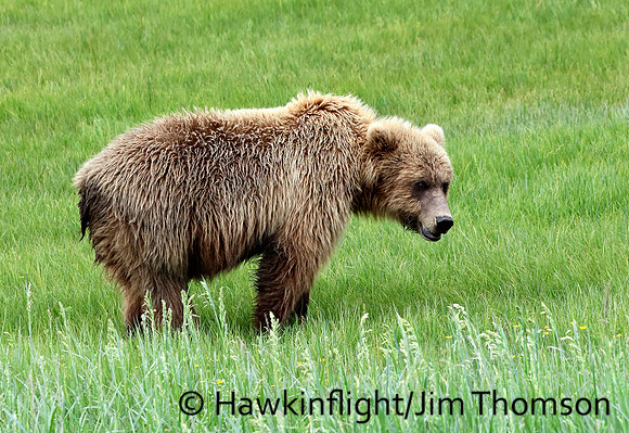 Coastal Brown Bear