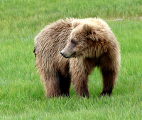 Coastal Brown Bear