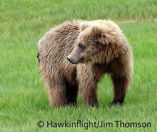 Coastal Brown Bear