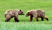 Coastal Brown Bear