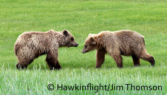 Coastal Brown Bear
