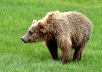 Coastal Brown Bear