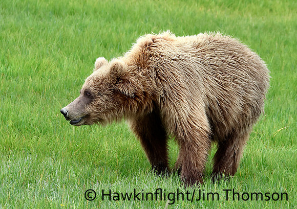 Coastal Brown Bear