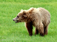 Coastal Brown Bear
