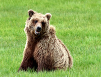 Coastal Brown Bear