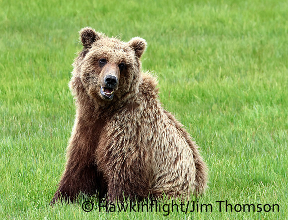 Coastal Brown Bear
