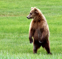 Coastal Brown Bear