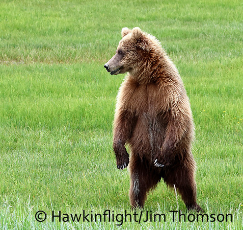 Coastal Brown Bear