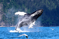 Humpback Whale