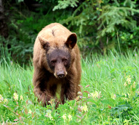 Black Bear