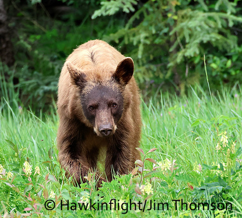 Black Bear